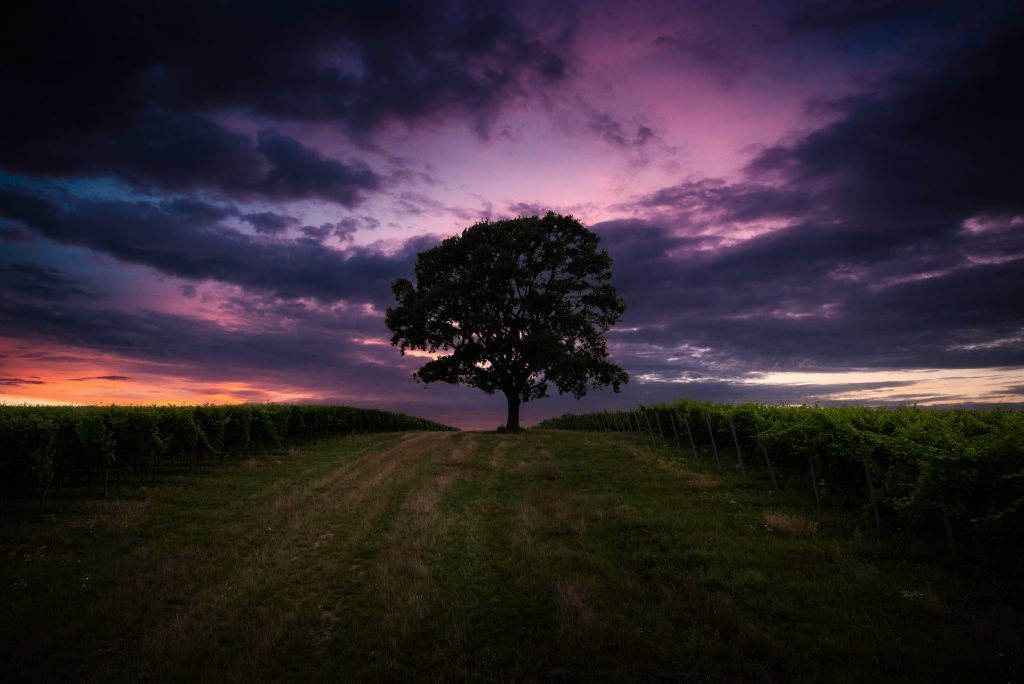 Eich mit violettem Hintergrund