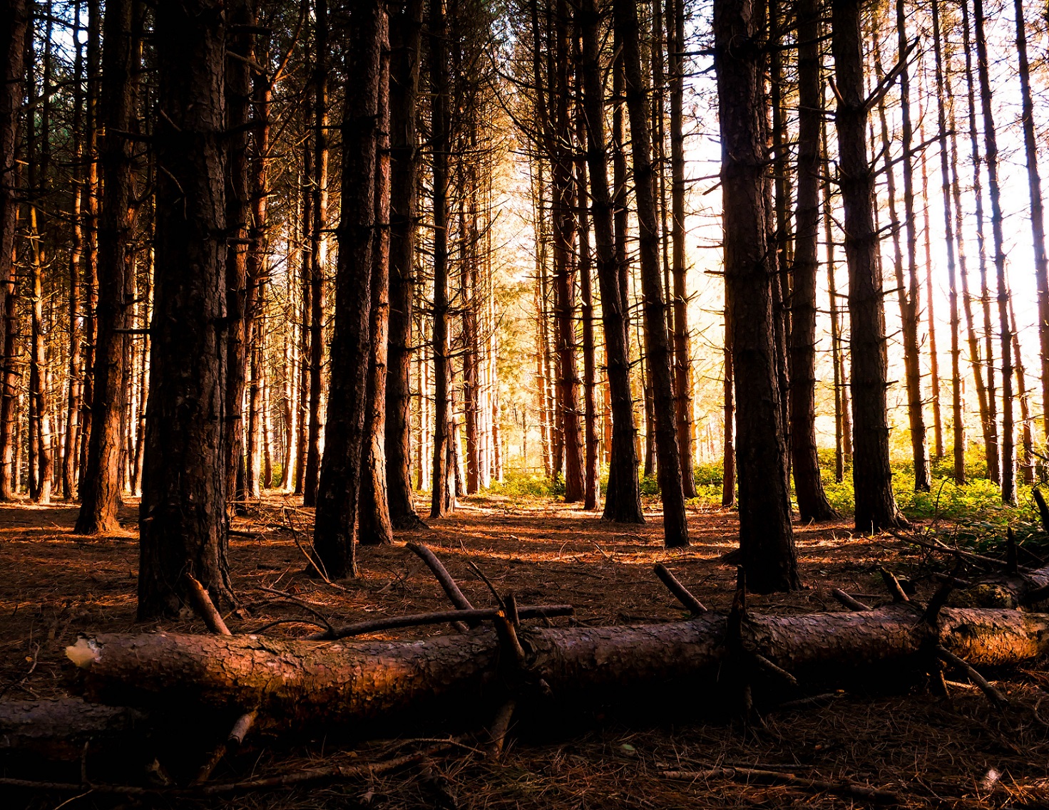 Ein Wald bestehen aus Nadelbäumen und findet Einsatz für einen Beitrag über Nadeholz