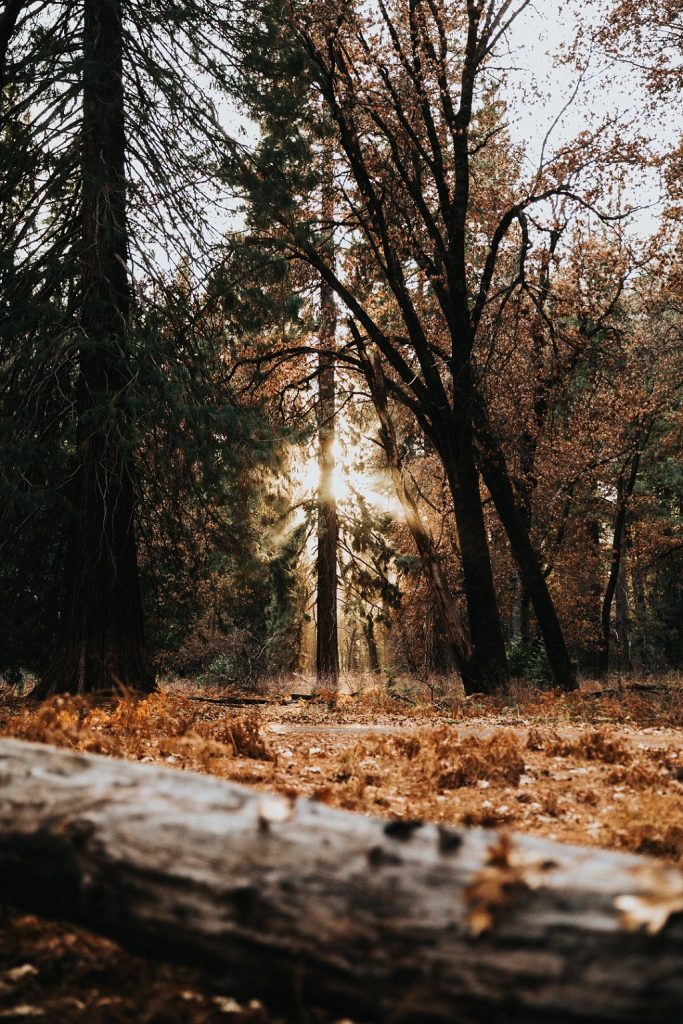 Ein Foto im Wald mit durchblickender Sonne im Beitrag für Hackschnitzel event