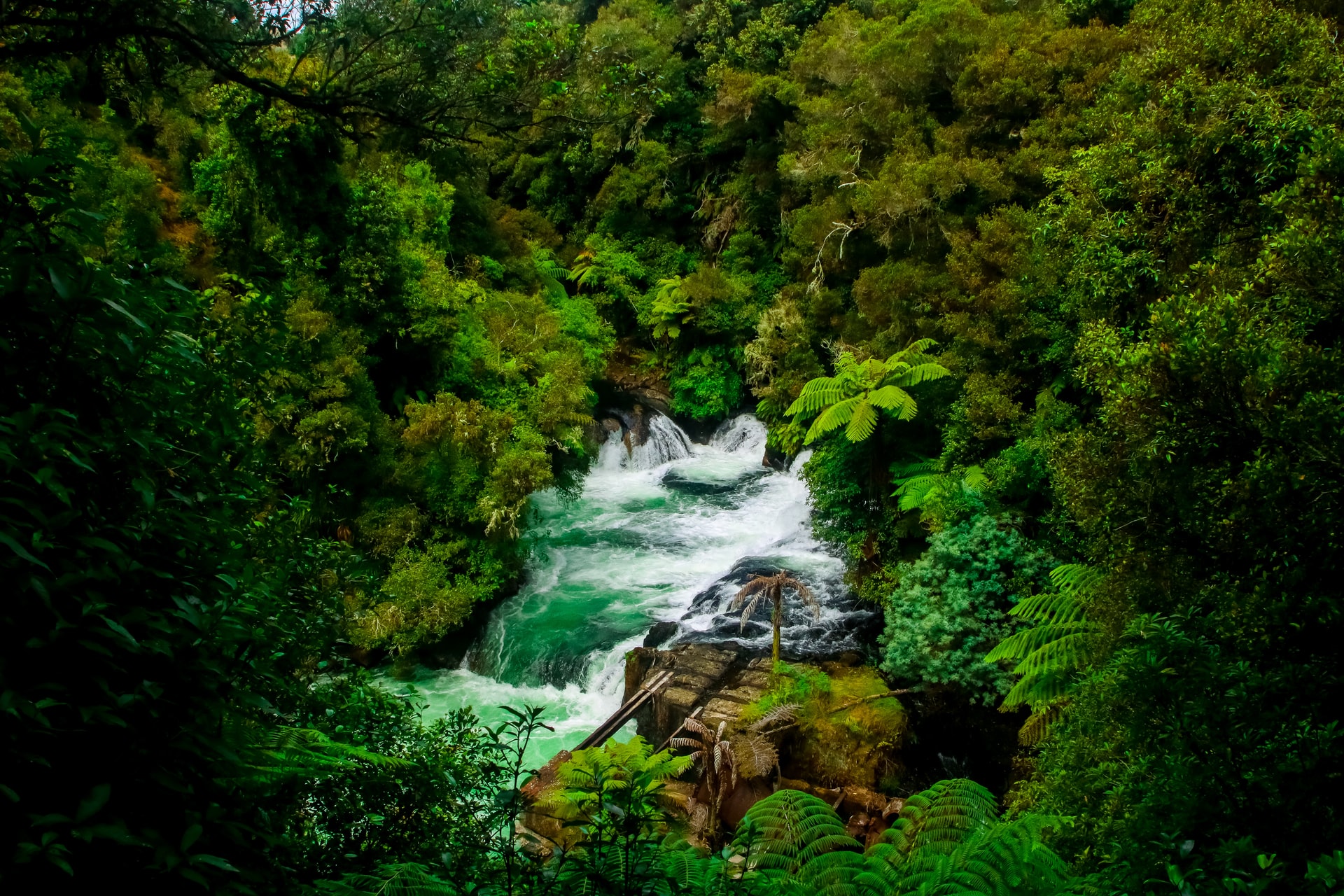Urwald mit Wasserfall